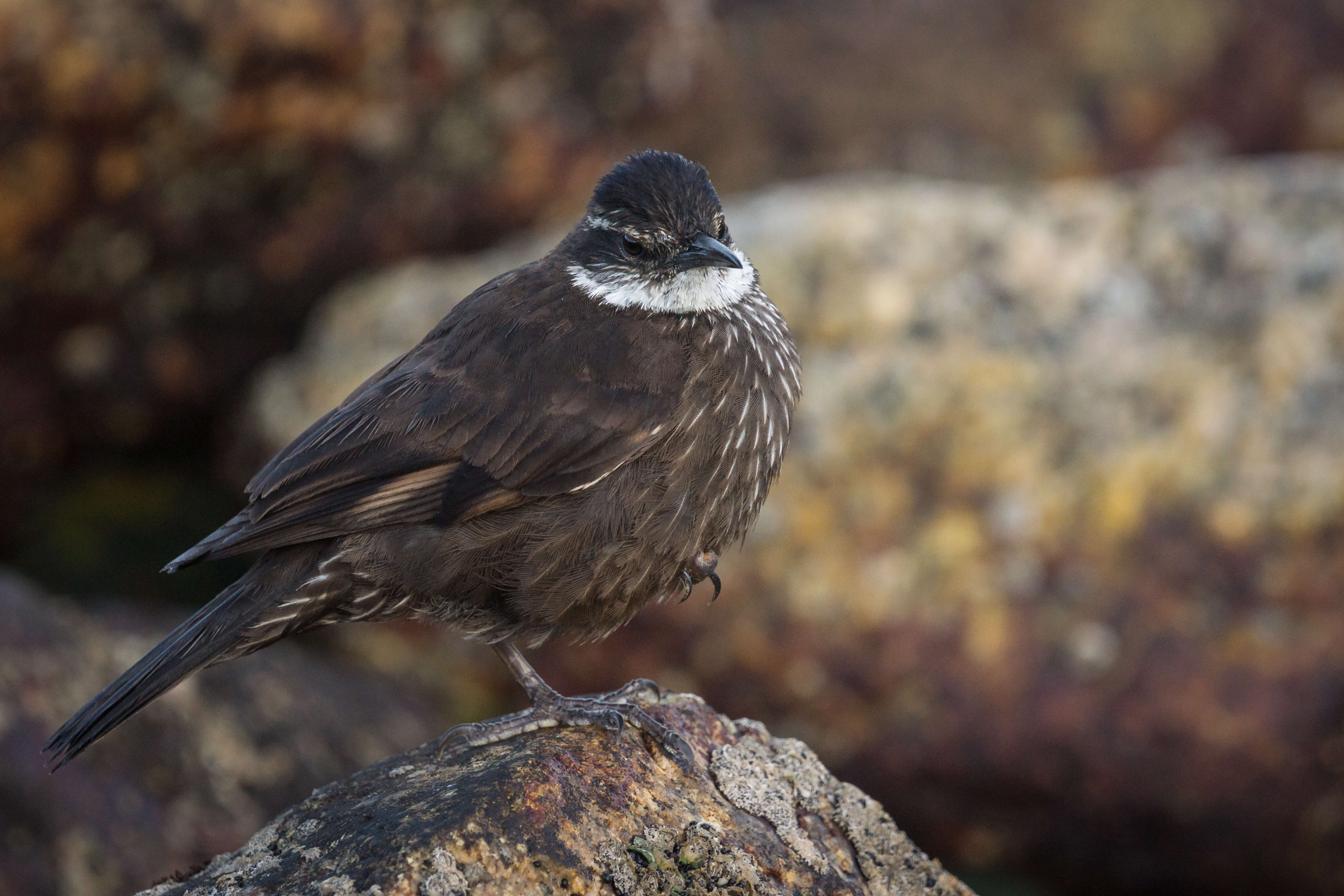 Image of Chilean Seaside Cinclodes