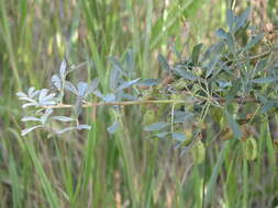 Image of common salttree