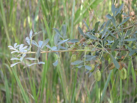 Слика од Halimodendron halodendron (Pall.) Voss