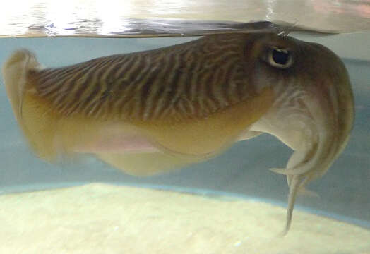 Image of Common Cuttlefish