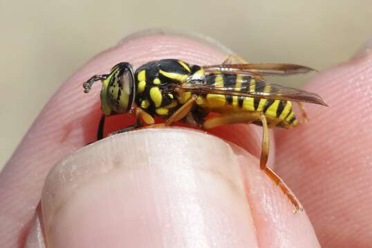 Image of Spilomyia foxleei Vockeroth 1958