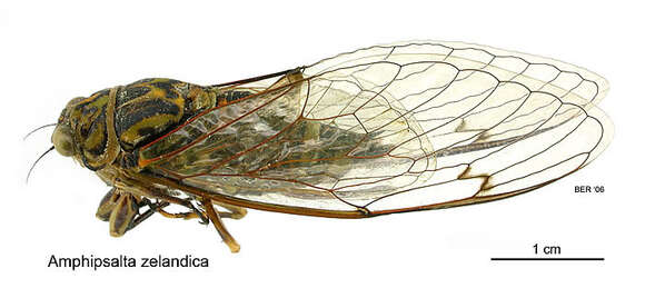 Image of chorus cicada