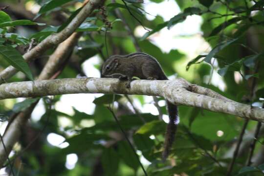 Image of Boehm's Bush Squirrel