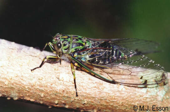 Amphipsalta zelandica (Boisduval 1835)的圖片