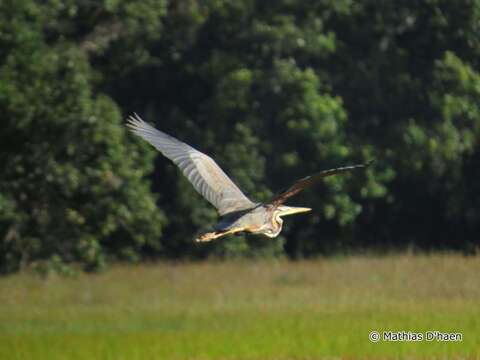 Image of Purple Heron