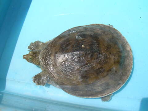 Image of Senegal Soft-shelled Turtle