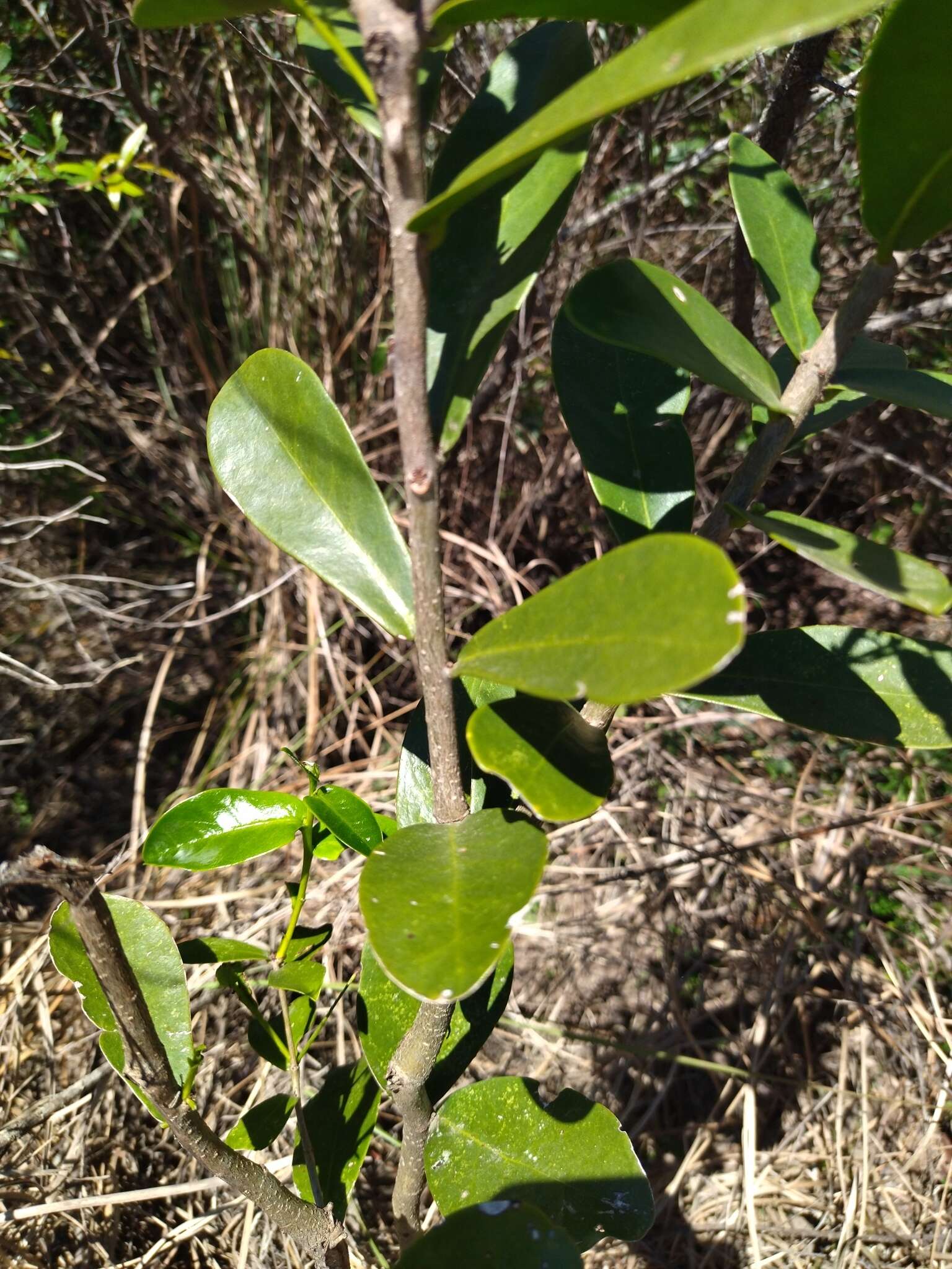 Image of Daphnopsis racemosa Griseb.