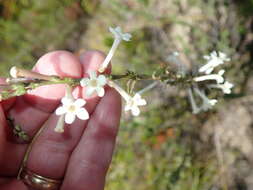 Image of Freylinia longiflora Benth.