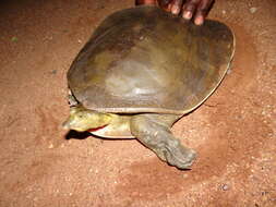 Image of Senegal Soft-shelled Turtle