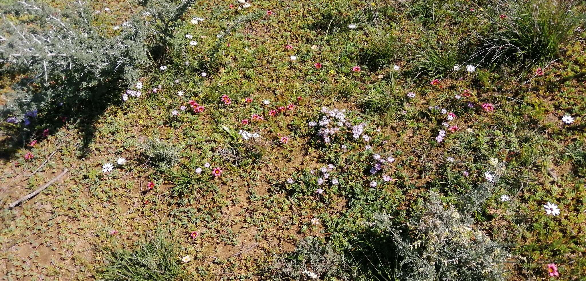 Image of Romulea eximia M. P. de Vos