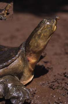 Image of Senegal Soft-shelled Turtle