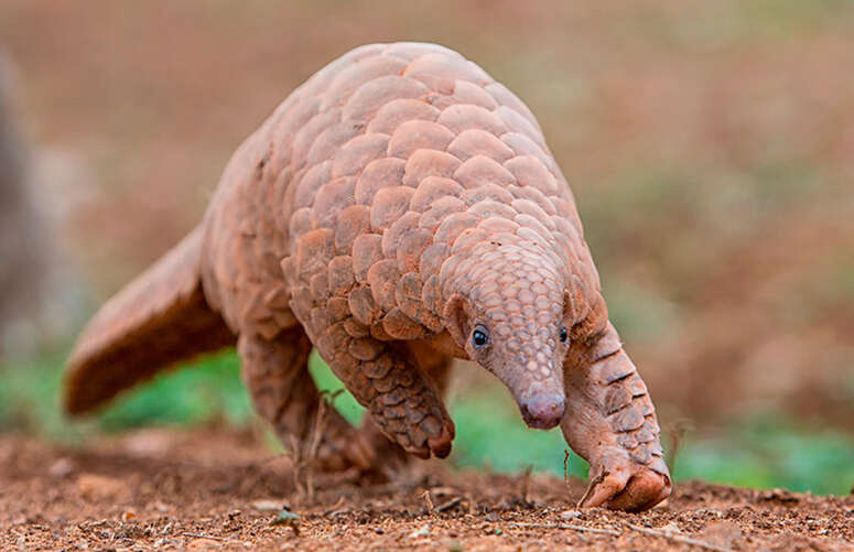 Image de Grand pangolin de l'Inde