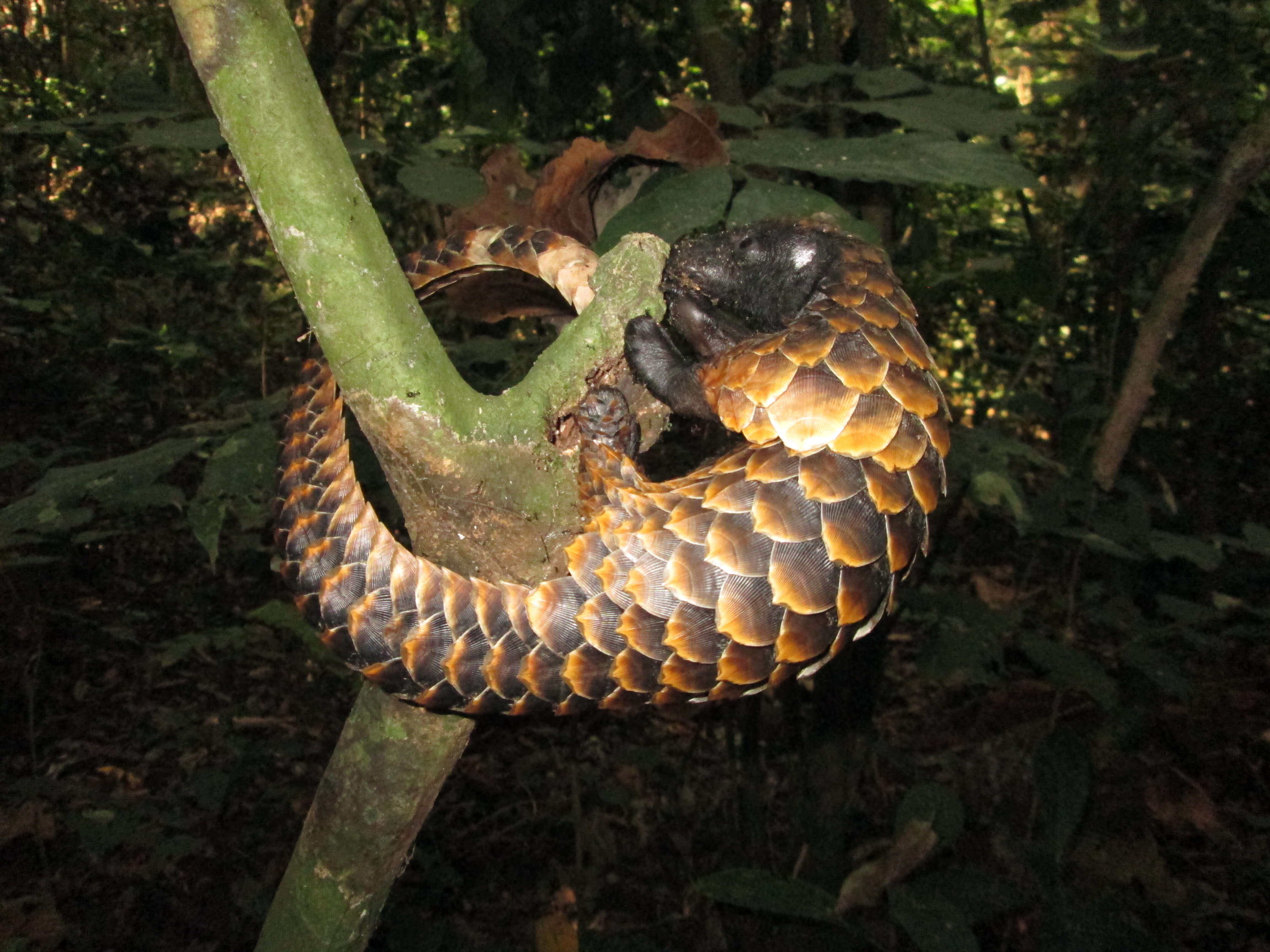 Image of Long-tailed Pangolin