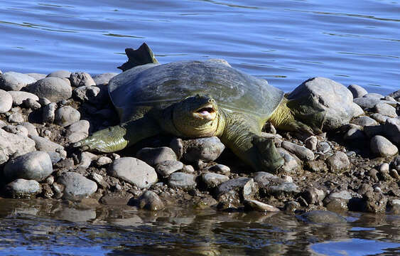 Image of Euphrates Softshell Turtle