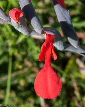 Plancia ëd Gladiolus cunonius (L.) Gaertn.