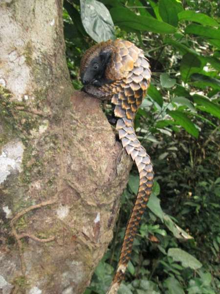 Image of Long-tailed Pangolin