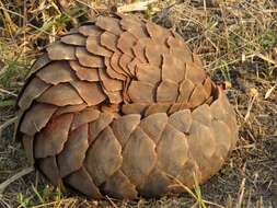 Image de Grand pangolin de l'Inde