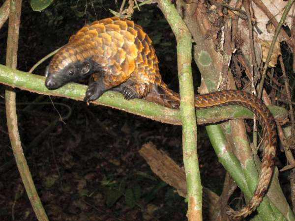 Image of Long-tailed Pangolin