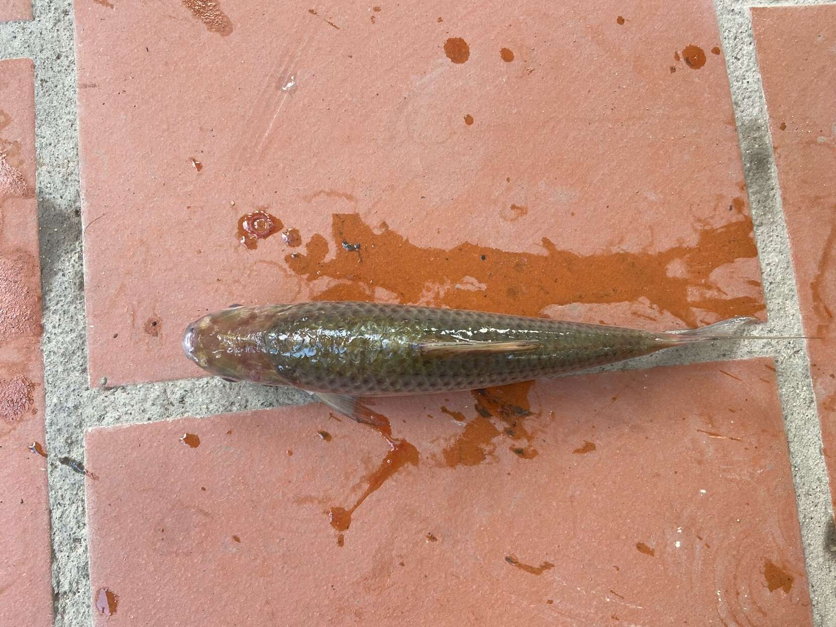 Image of Henicorhynchus