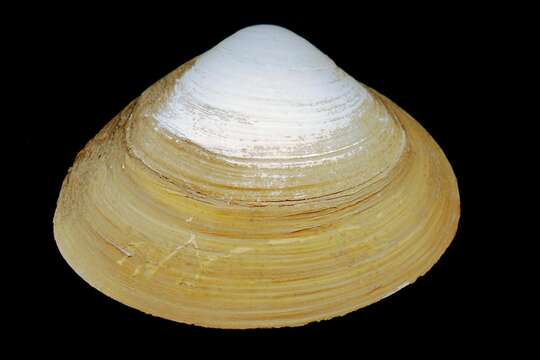 Image of Atlantic surf clam