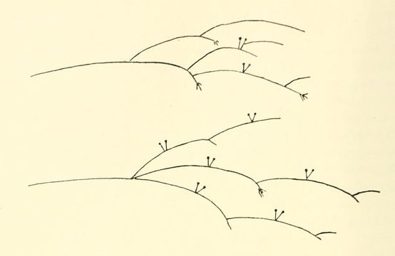 Image of Cunninghamellaceae
