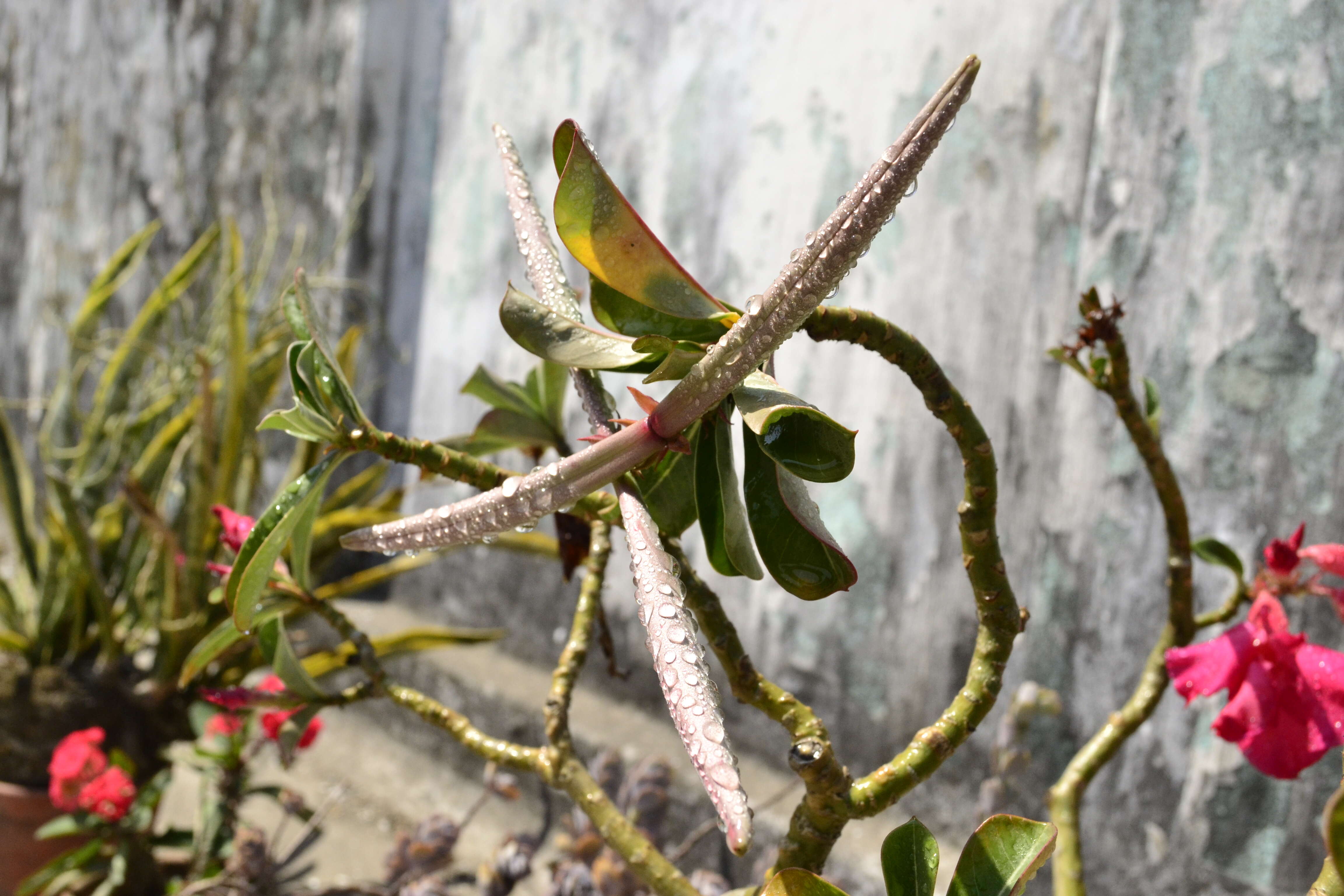 Image de Adenium obesum (Forsk.) Roem. & Schult.