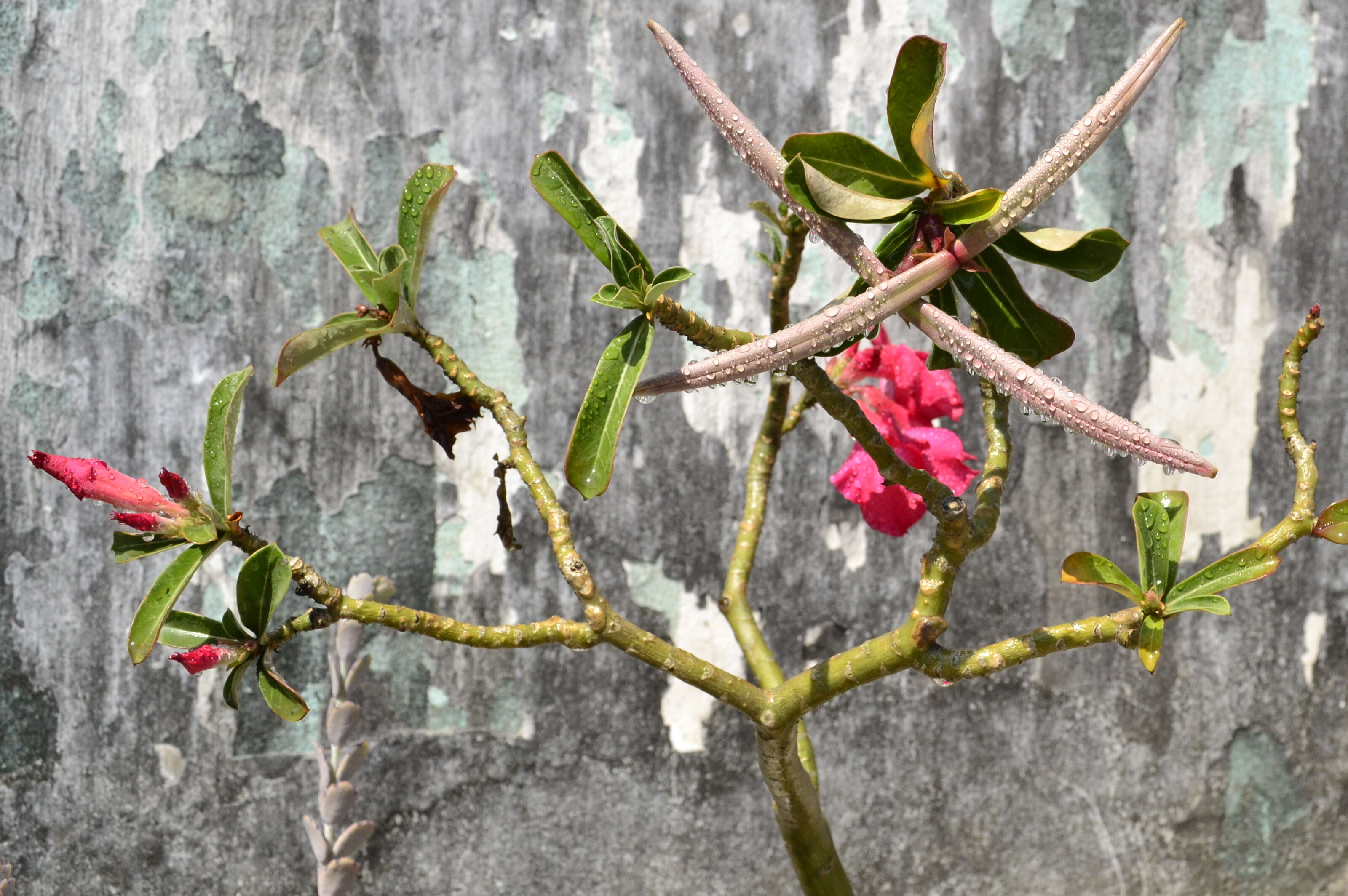 Image of Desert Rose