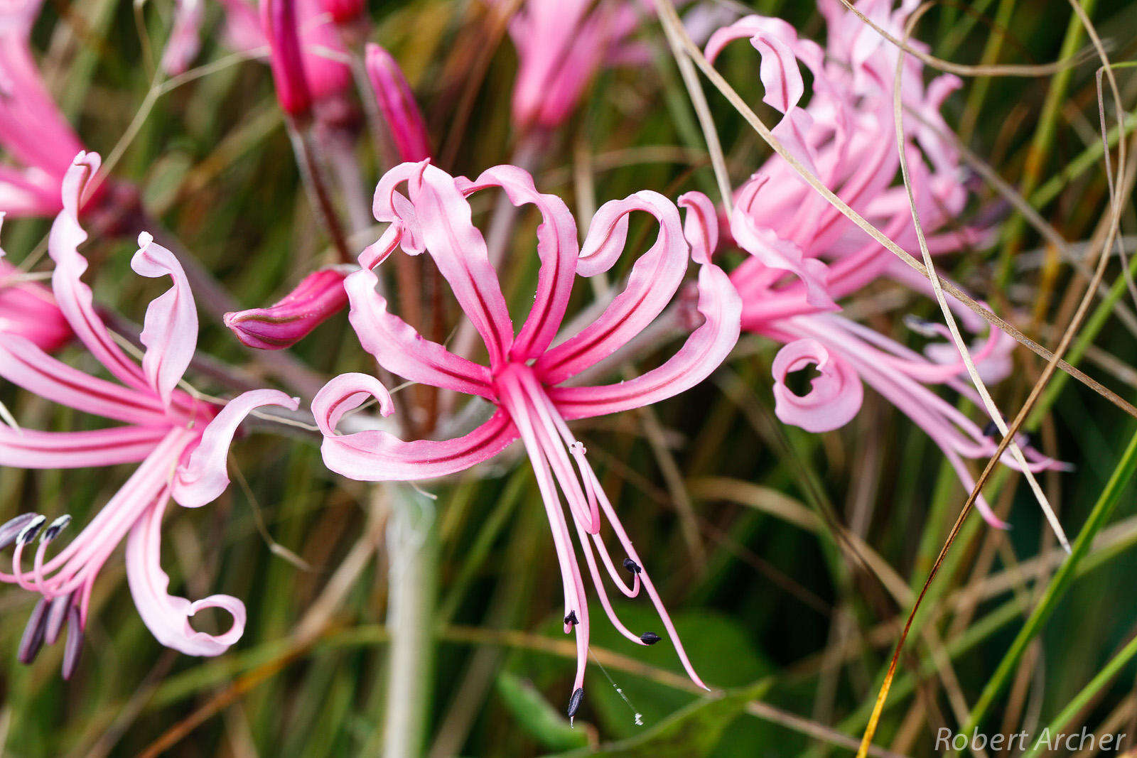 Image of Nerine angustifolia (Baker) W. Watson