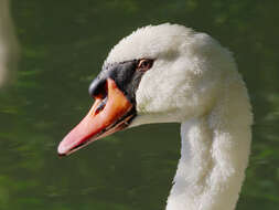 Image of Mute Swan