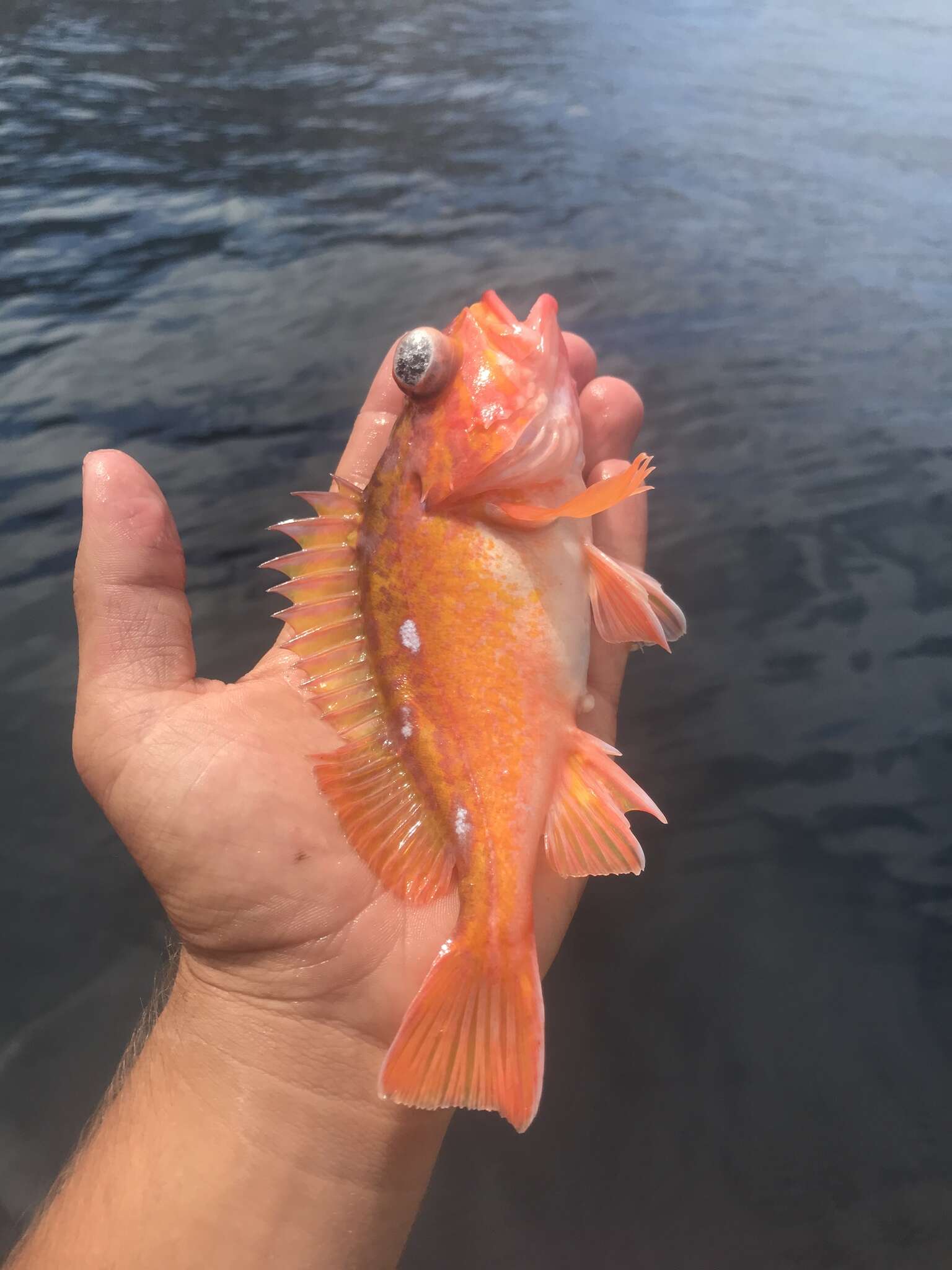 Image of Rosy rockfish