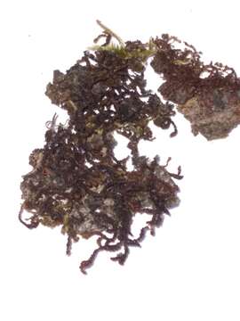 Image de Frullania incumbens Mitt.