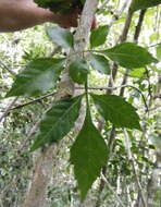 Image of Paullinia jamaicensis Macfad.