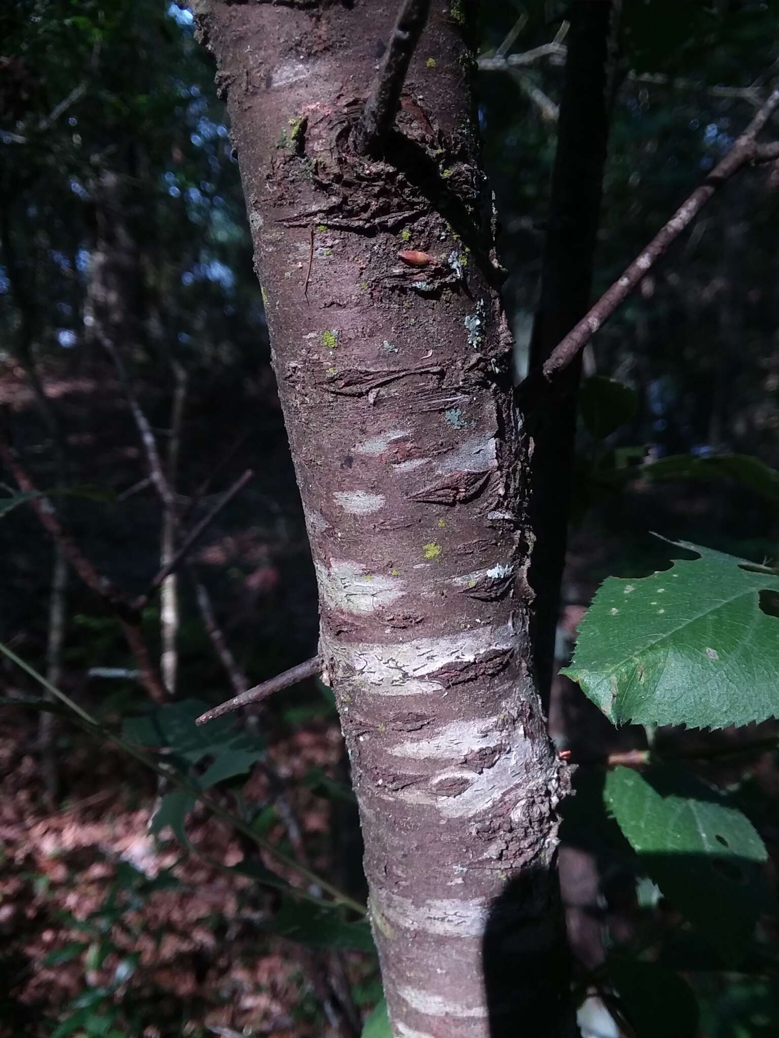 Prunus umbellata Ell. resmi