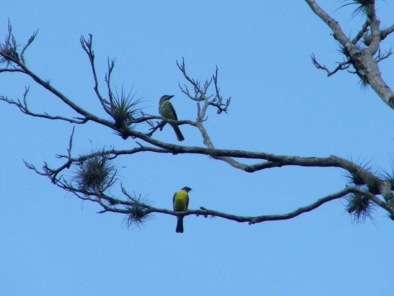 Image of Sulphur-bellied Flycatcher