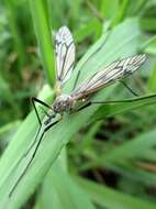 Image of Tipula (Pterelachisus) varipennis Meigen 1818