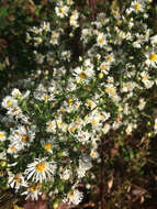 Image of hairy white oldfield aster