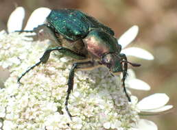 Image of Noble chafer