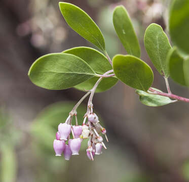 Image of Konocti manzanita