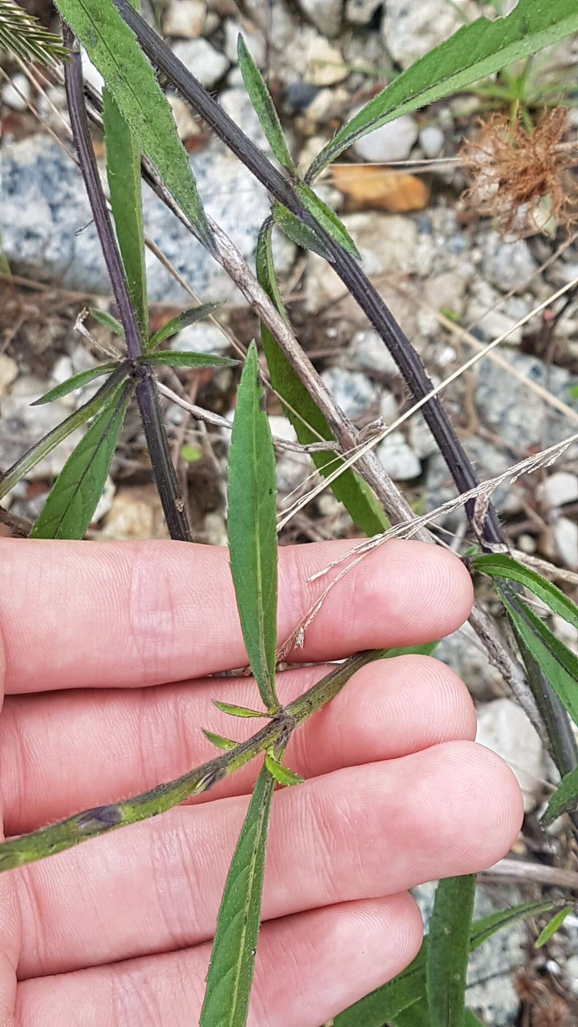 Image of Stachytarpheta indica (L.) Vahl