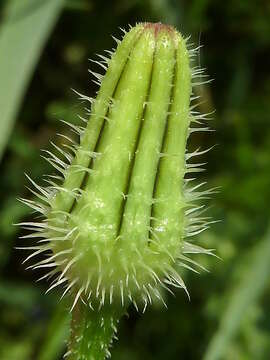 Image of prickly golden-fleece