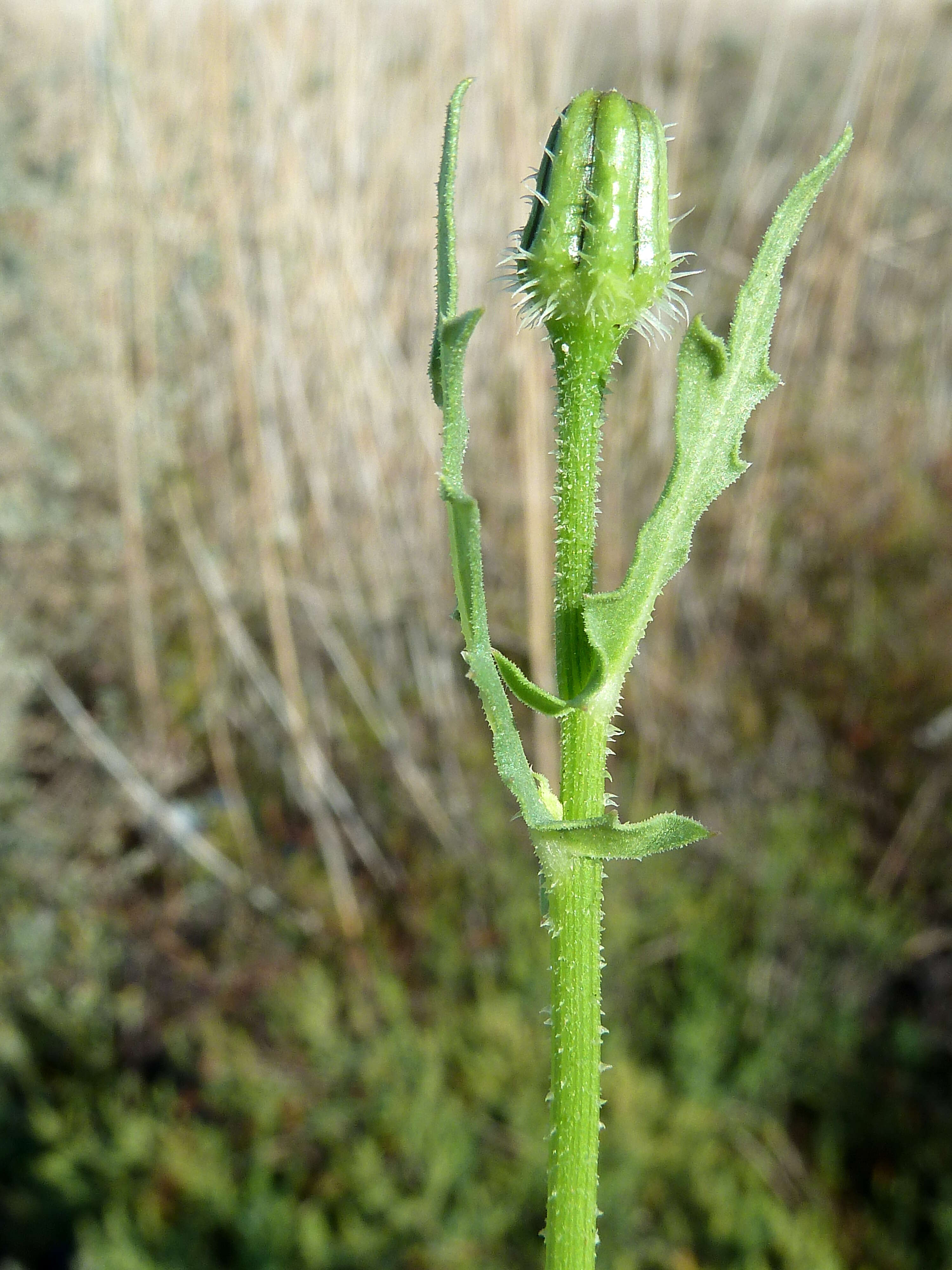 Image of prickly golden-fleece