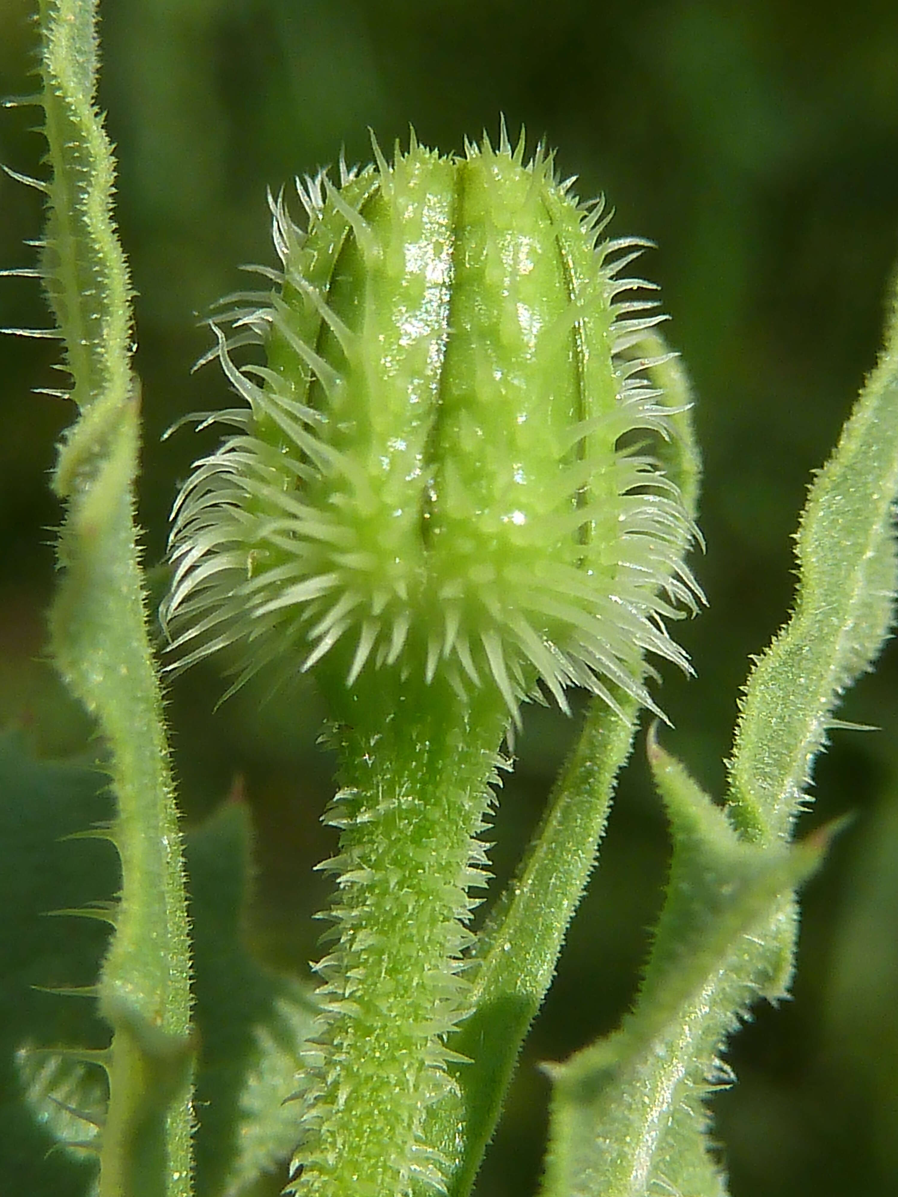 Image of prickly golden-fleece