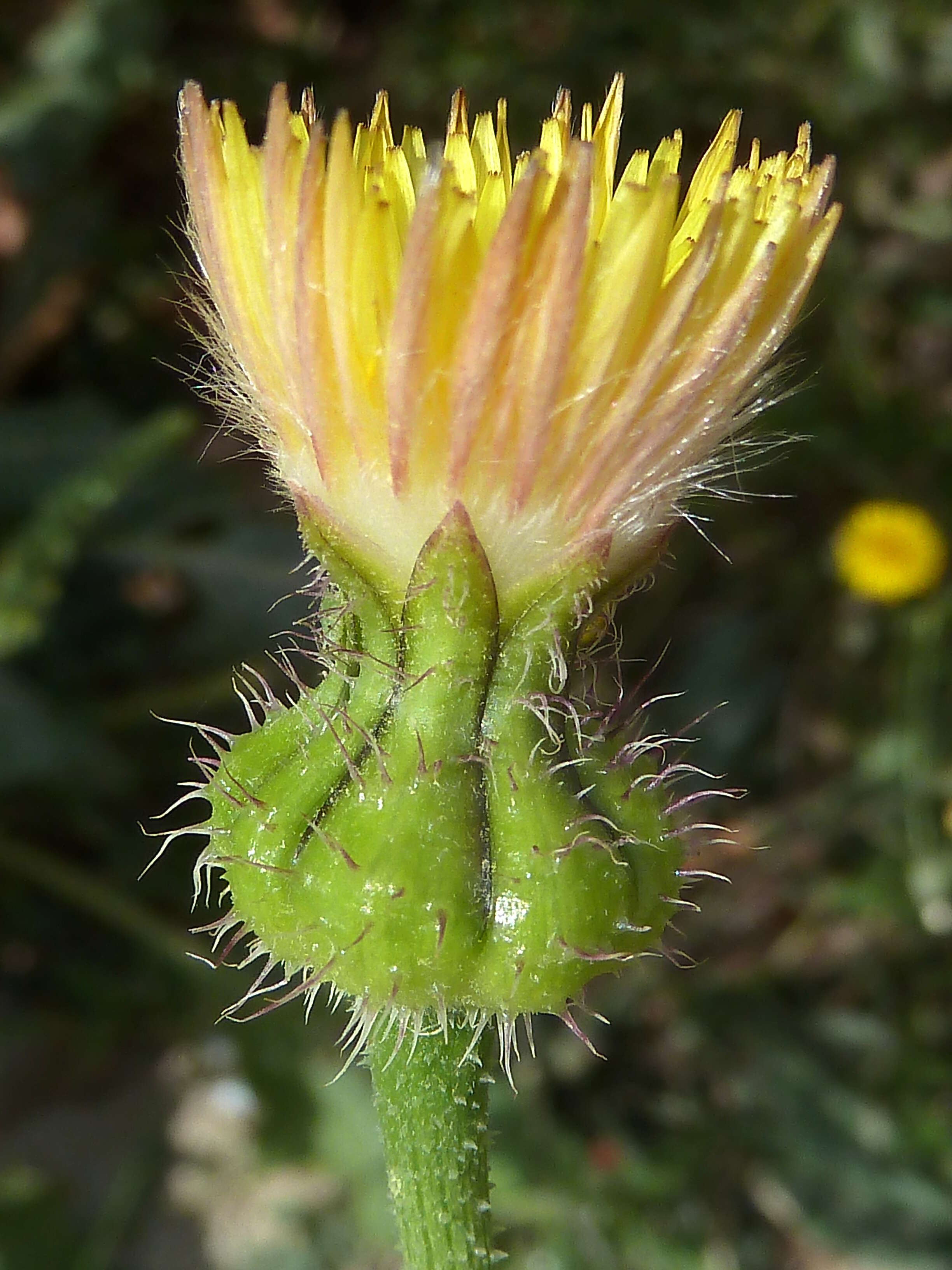 Sivun Urospermum picroides (L.) Scop. ex F. W. Schmidt kuva