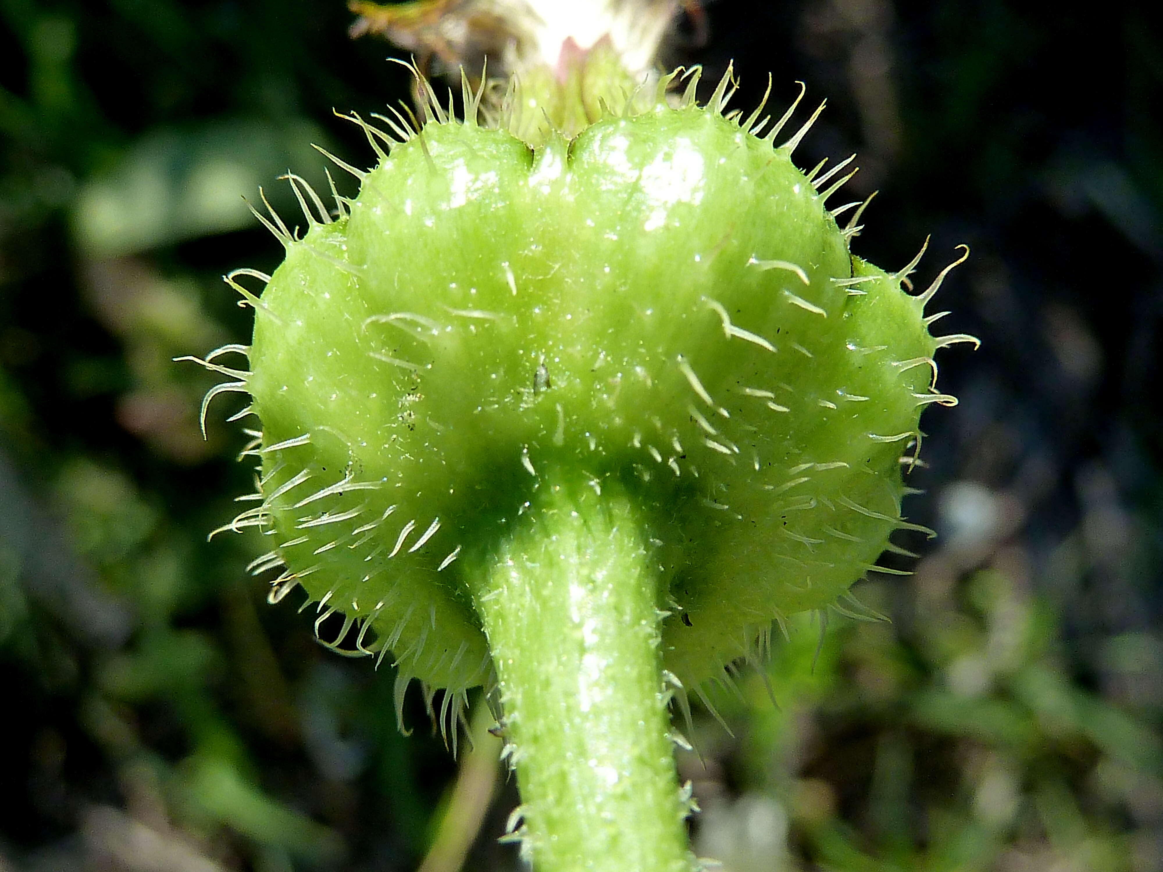 Image of prickly golden-fleece