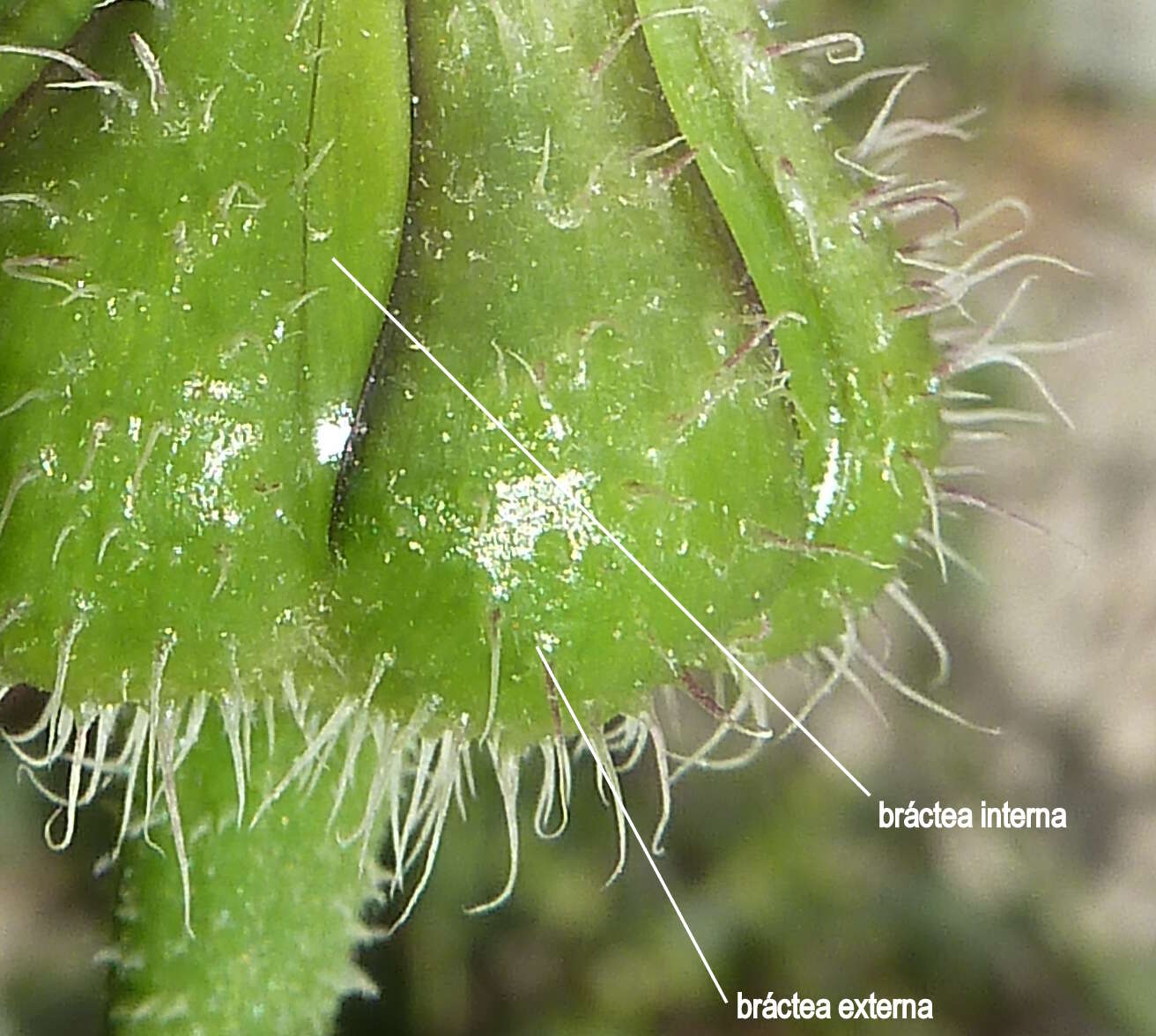 Image of prickly golden-fleece