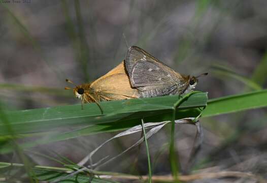 Image of Dakota Skipper