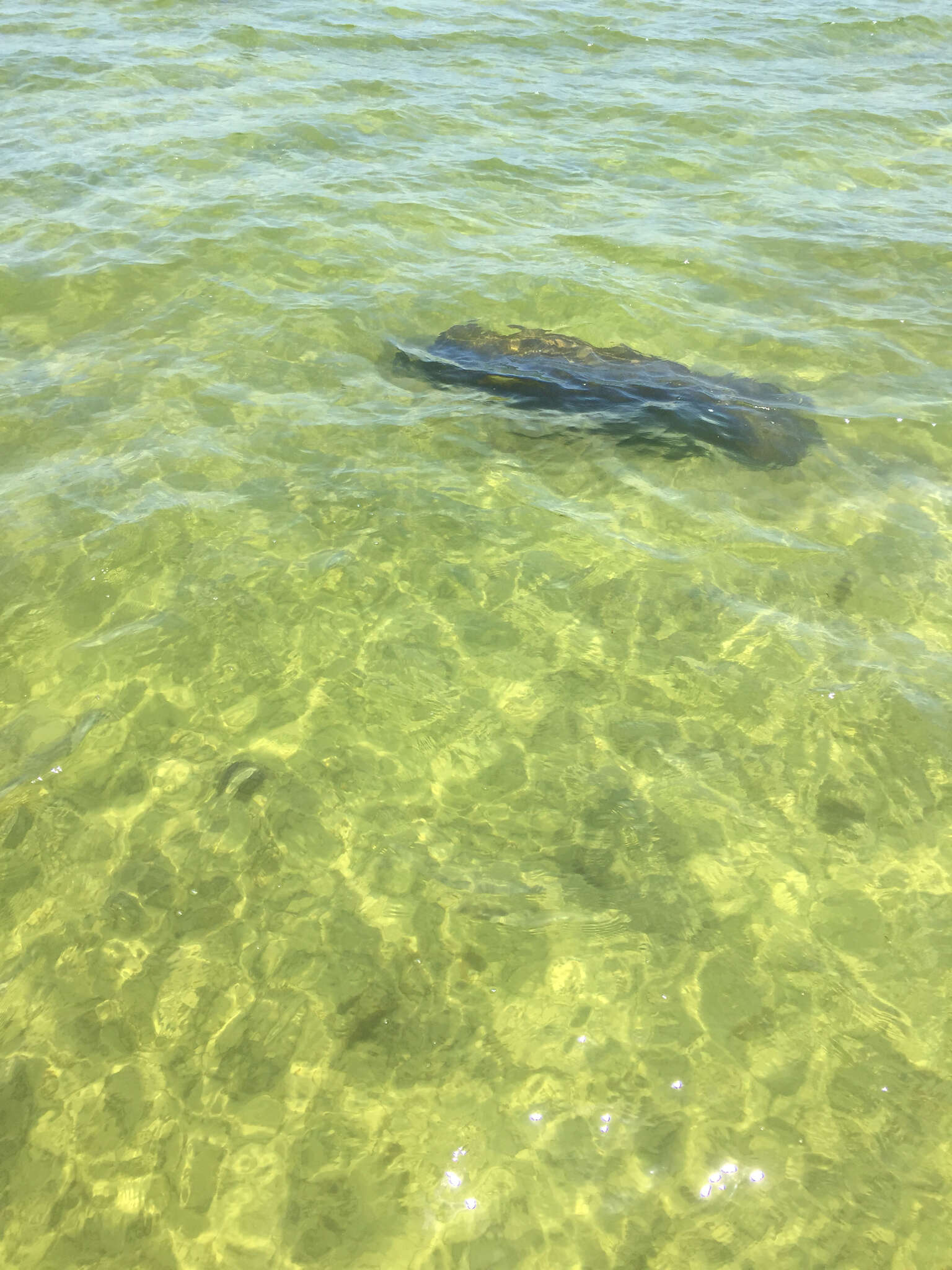 Image of Florida manatee