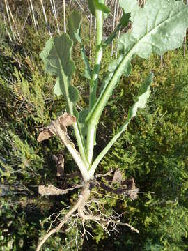 Image of prickly golden-fleece