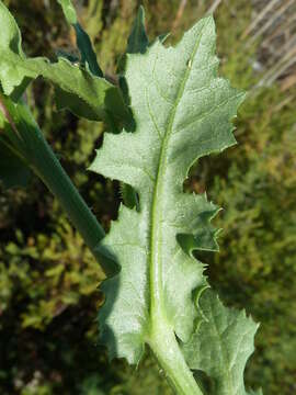 Image of prickly golden-fleece