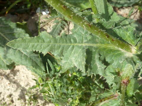 Image of prickly golden-fleece